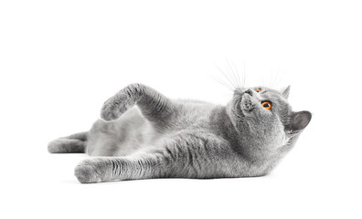 Cat with a playful mood on isolation