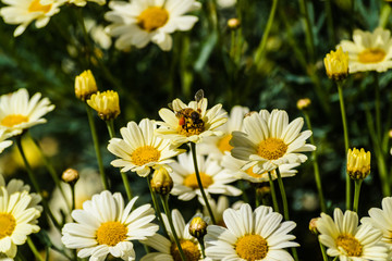 daisies in the garden