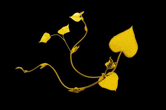 Golden leaf design elements. Decoration elements for invitation, wedding cards, valentines day, greeting cards. Isolated on white background.