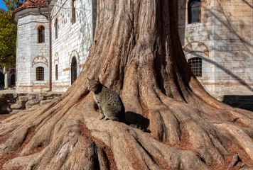 The trunk of a giant redwood in the yard of the Bachkovo Monastery complex. With a cat. Bulgaria.