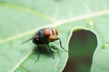 macro photo of a fly on a papaya leaf that drops by rain water