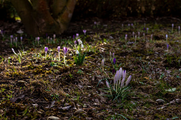 spring crocus flowers