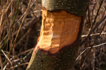 Close up shot of large tree trunk bark chewed gnawed by beavers . Chipped wood and sawdust around...