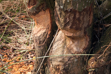 gnawed by the beauty of the tree