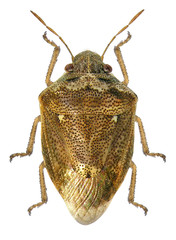 Bug (Hemiptera) isolated on a white background 