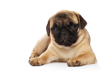 Pug puppy, isolated on a white background