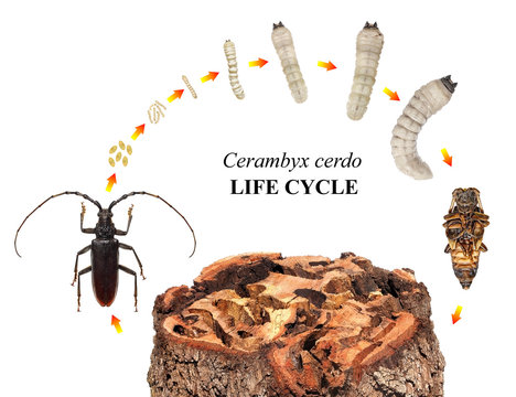 Great Capricorn Beetle, Cerambyx cerdo, (Cerambycidae) is one of the main stem pests of oak trees. Life cycle. Development stages isolated on a white background 