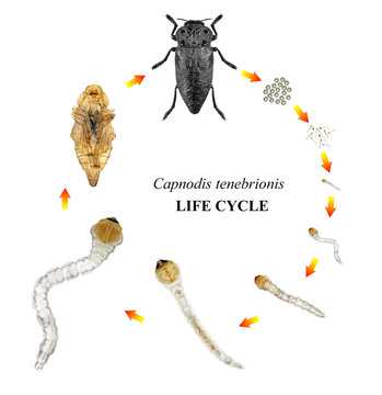 Flatheaded woodborers, Capnodis tenebrionis, (Coleoptera: Buprestidae) is one of the main stem and root pests of subtropical fruit trees such as almond, avocado, mango. Life cycle