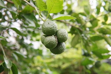 fresh green lime in the garden