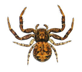 Spider. Close up. Isolated on a white background