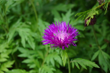 Fototapeta premium Marktredwitz