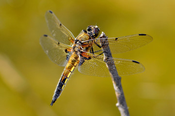 Gelbe Libelle