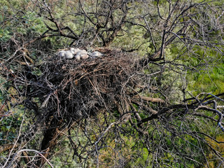 Nest of Long-legged Buzzard or Buteo rufinus on tree with nestlings