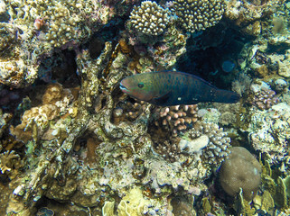 tropical fish