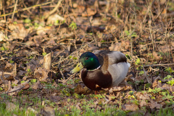 Meeting with a beautiful duck