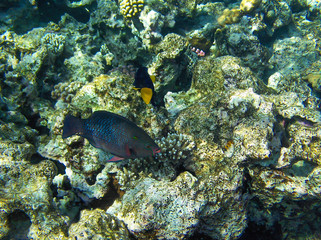 tropical fish red sea