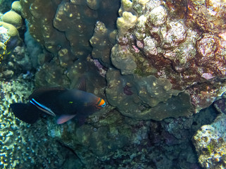 Naklejka na ściany i meble tropical fish in red sea