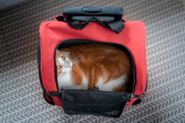 plano general . gato blanco y marron acostado dentro de una bolsa para gatos, mira hacia arriba