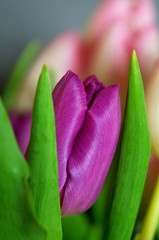 macrophotography of a single purple tulip flower