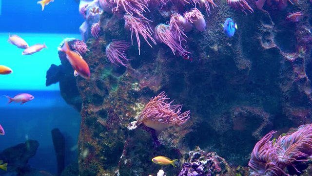 A flock of colorful bright reef fish eats the growths of their algae on the stones.