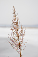 Dried plant with blurred background