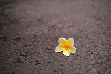 Yellow frangipani flowers lying on the road, with copy space, blurry