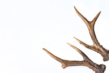 Fototapeta na wymiar Deer antlers isolated on white background