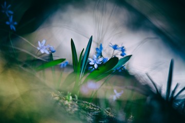 Scilla bifolia or Alpine squill or two-leaf squill, herbaceous perennial growing from an underground bulb, genus Scilla in family Asparagaceae with twin lance-shaped leaves