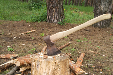 Ax in stump on clearing in pinewood