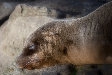 Obraz premium 2020-02-20 A YOUNG SEALION SLEEPING ON THE ROCKS IN LA JOLLA WITH A SMALL SEASHELL BY HIS NOSE
