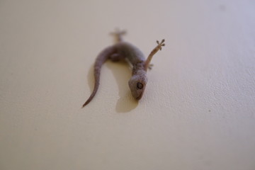 the lizard died but still clings to the wall