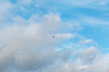 seagull flying in the sky