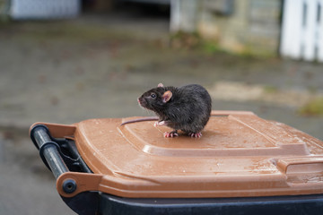Eine wilde Ratte, Rattus norvegicus, sitzt auf einer Mülltonne, im Hintergrund Straße und...