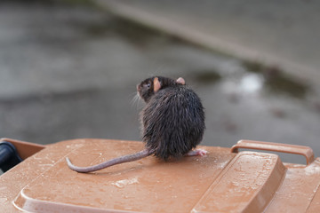 braune Ratte von hinten mit Rattenschwanz sitzt auf einer Mülltonne und blickt auf die Straße