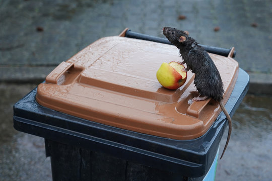 Eine wilde Wanderratte, Rattus norvegicus, sitzt auf einer M&uuml;lltonne im Regen