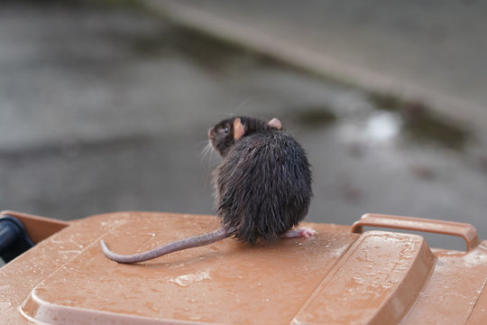 braune Ratte von hinten mit Rattenschwanz sitzt auf einer M&uuml;lltonne und blickt auf die Stra&szlig;e