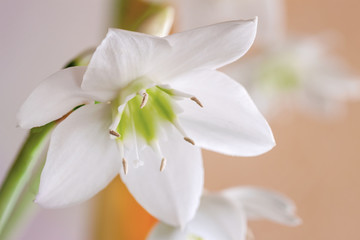 Obraz na płótnie Canvas Tender romantic flower of narcissus closeup, pastel background