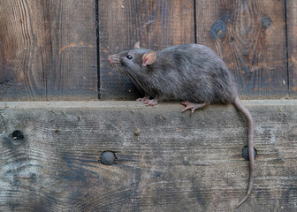 Wanderratte, Rattus norvegicus, sitzt auf einer Holzbohle in einer Holztür