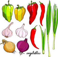 Vector set : summer fresh colorful vegetables. Red, green , hot pepper, bulbs of garlic and onion and green spring onion. Hand drawn elements for food design 