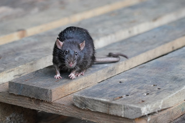 Wanderratte sitzt auf einer Holzpalette und blickt in die Kamera