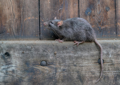 Wanderratte, Rattus norvegicus, sitzt auf einer Holzbohle in einer Holzt&uuml;r