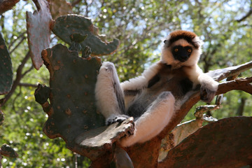 Sifaka