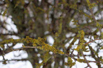 Green moss on tree branches without leaves in winter. Moss.