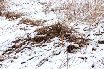 straw under the snow, winter snowy day in the field