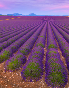 France, Provence Alps Cote d'Azur, Haute Provence, Valensole Plateau, Lavender Fields at dusk