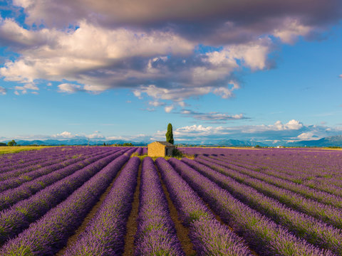France, Provence Alps Cote d'Azur, Haute Provence, Valensole Plateau, Lavender Field and stone barn
