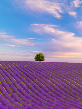 France, Provence Alps Cote d'Azur, Haute Provence, Valensole Plateau, single tree and Lavender Field