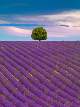 France, Provence Alps Cote d'Azur, Haute Provence, Valensole Plateau, single tree and Lavender Field