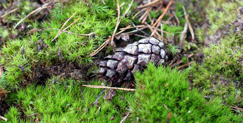 bump lies on the ground in moss, pine forest in autumn