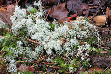 Lichen or white moss - from the botanical class of lichens, autumn forest in wet weather